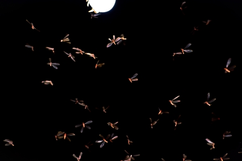 night light