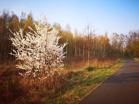 morning jogging