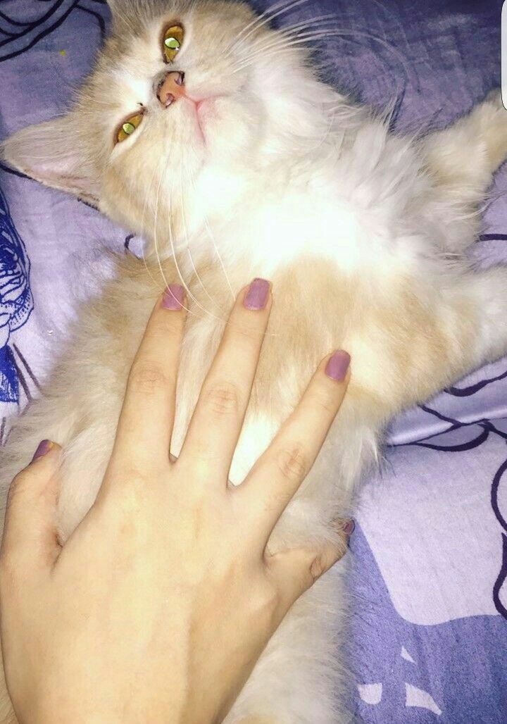 MyKitty