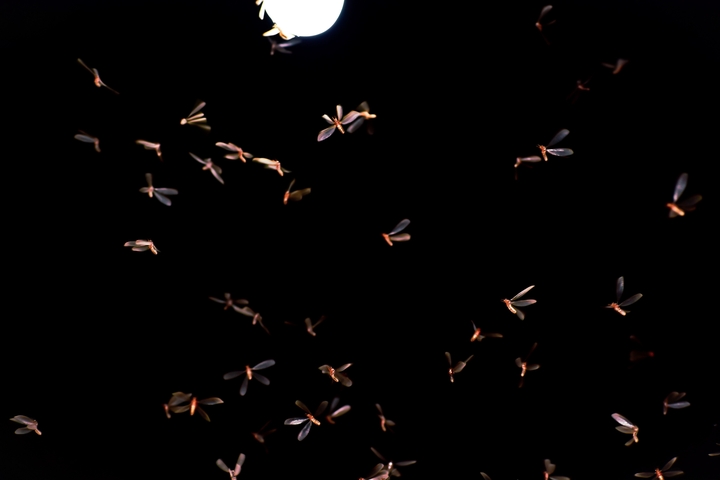 night light