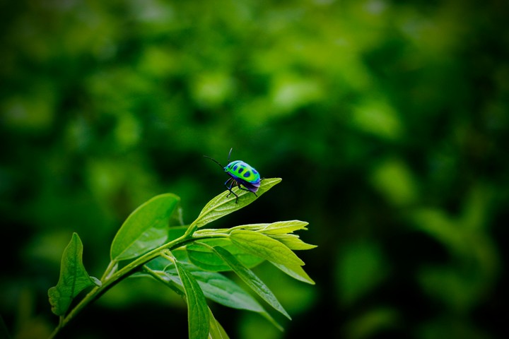 Green All round