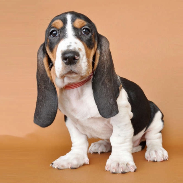 Basset Hound