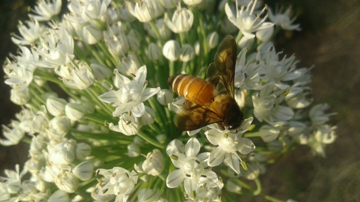 honey bee