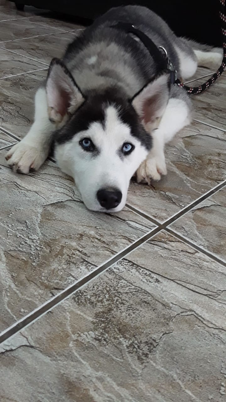 lobo