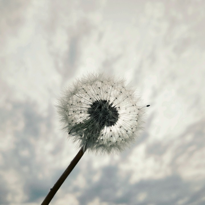 Dandelion