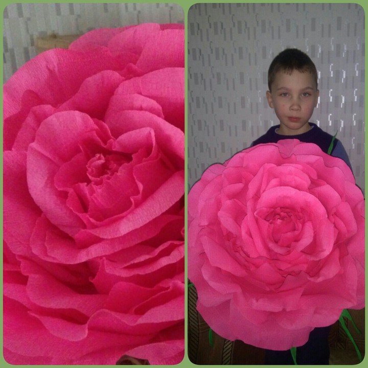 роза
