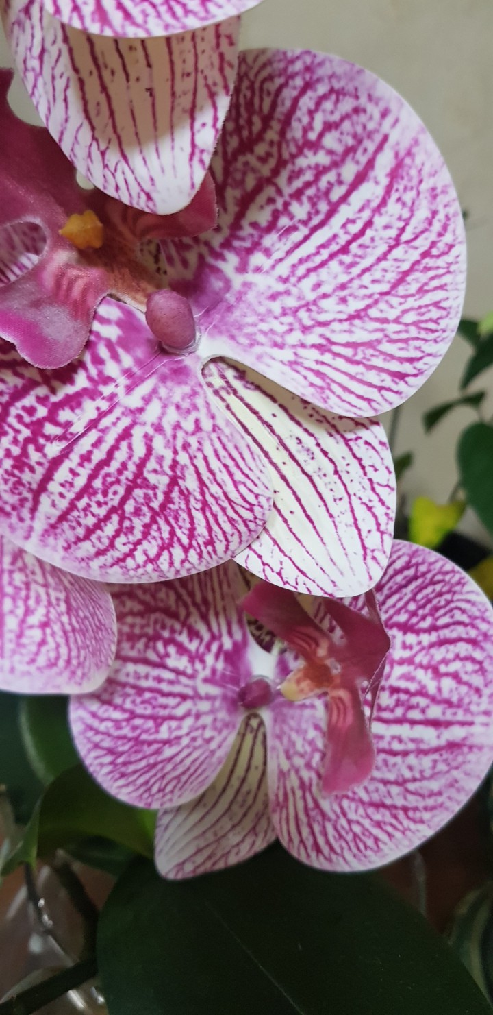summer flower orchid