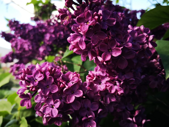 lilac in dark purple