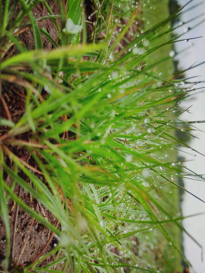 Dew