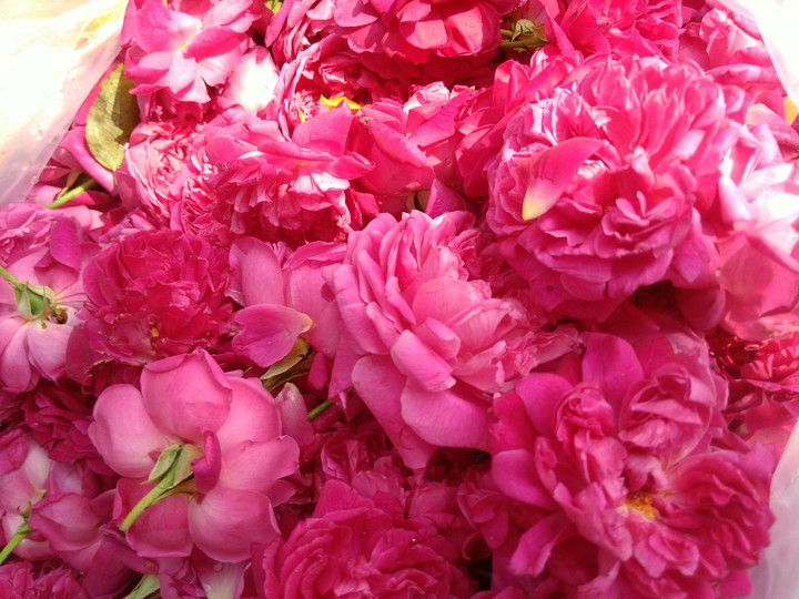 the rose
