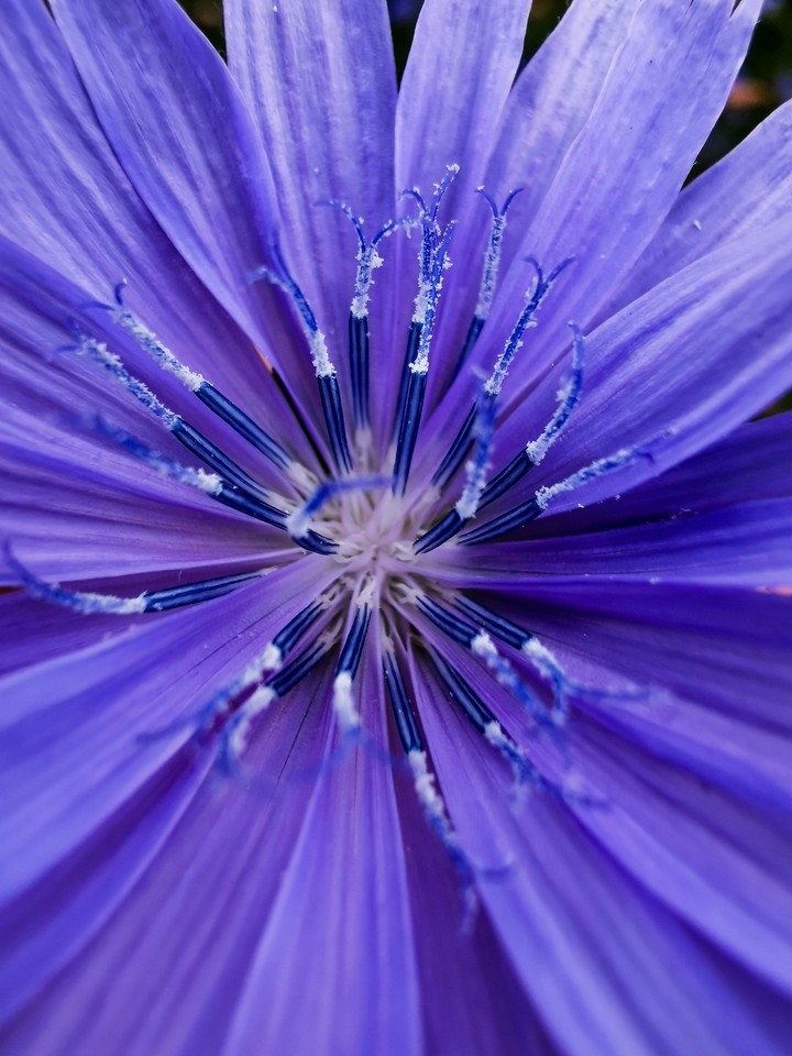 Flover