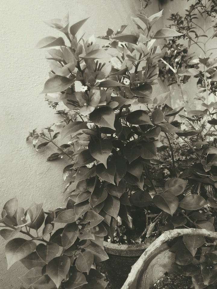 black & white