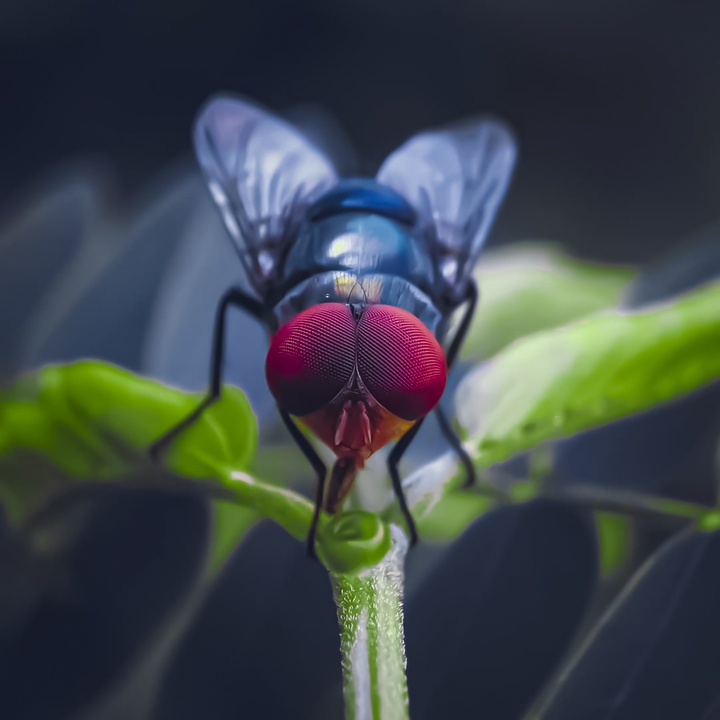 Insects,