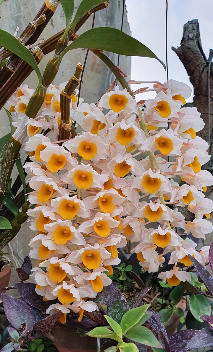 orchids