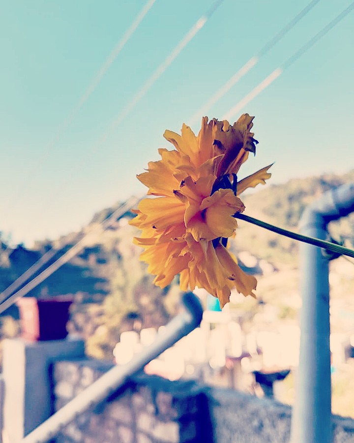 Flower