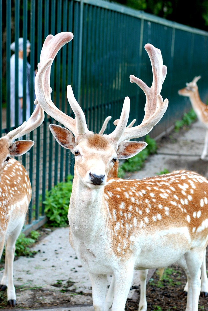 bambi