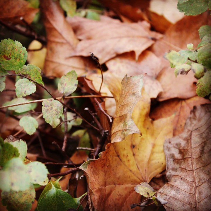 autumn