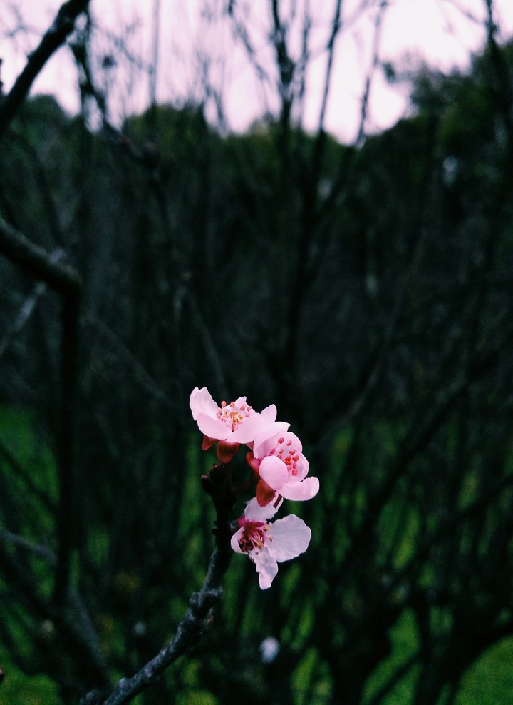 Flor
