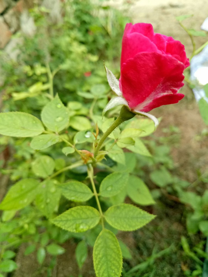 red rose very small