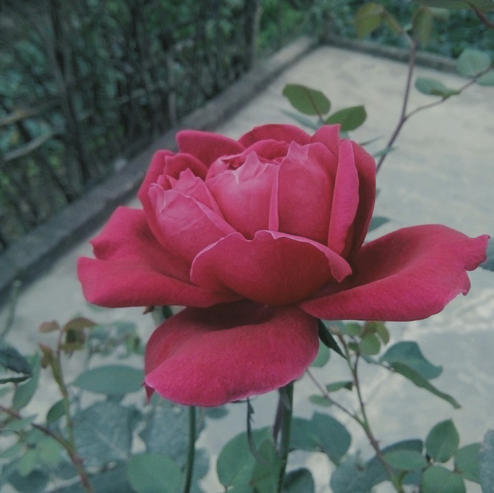 Rose