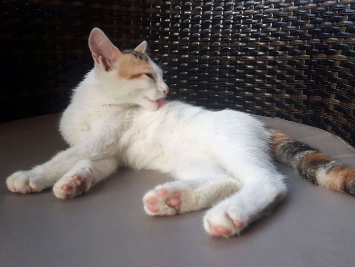 Kitten!