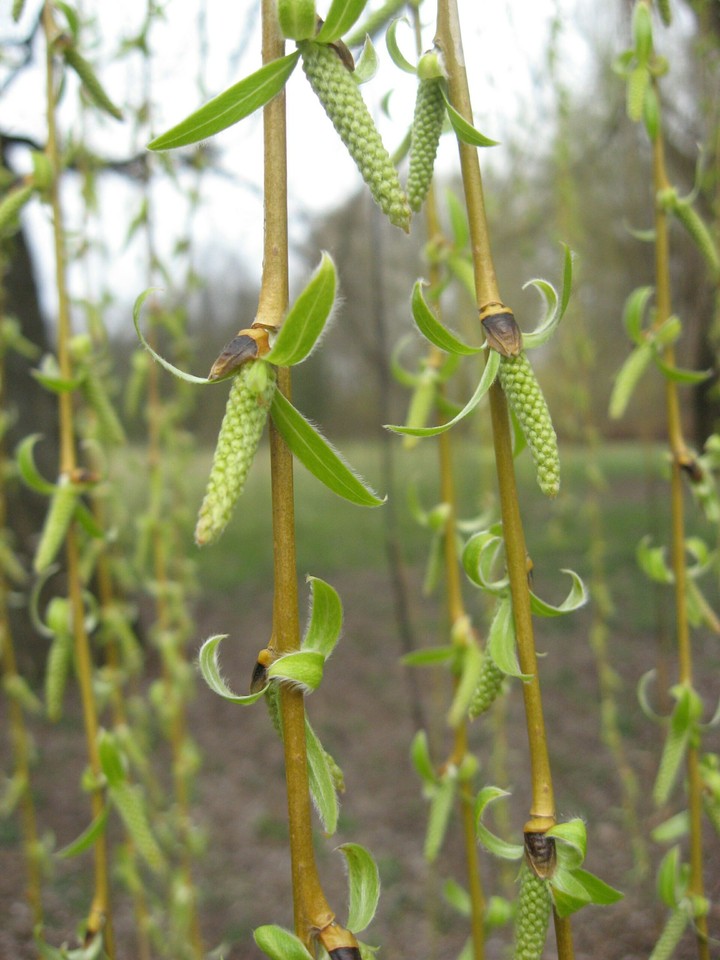 Under willow