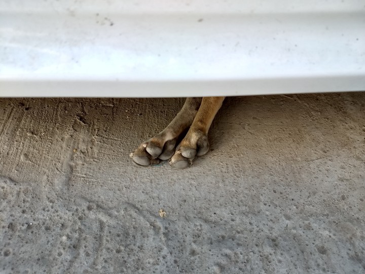 Dog under the car