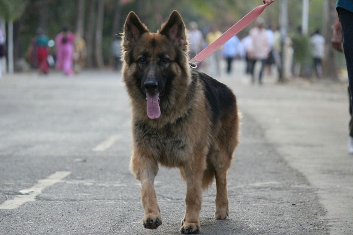 dog