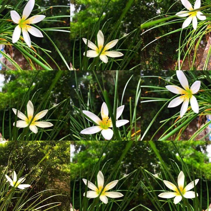 Flower frame