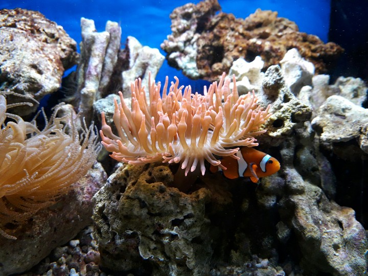 Happy clownfish