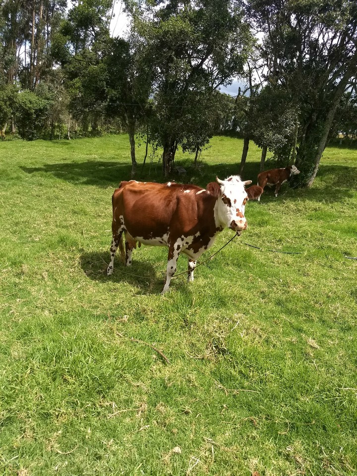 cow