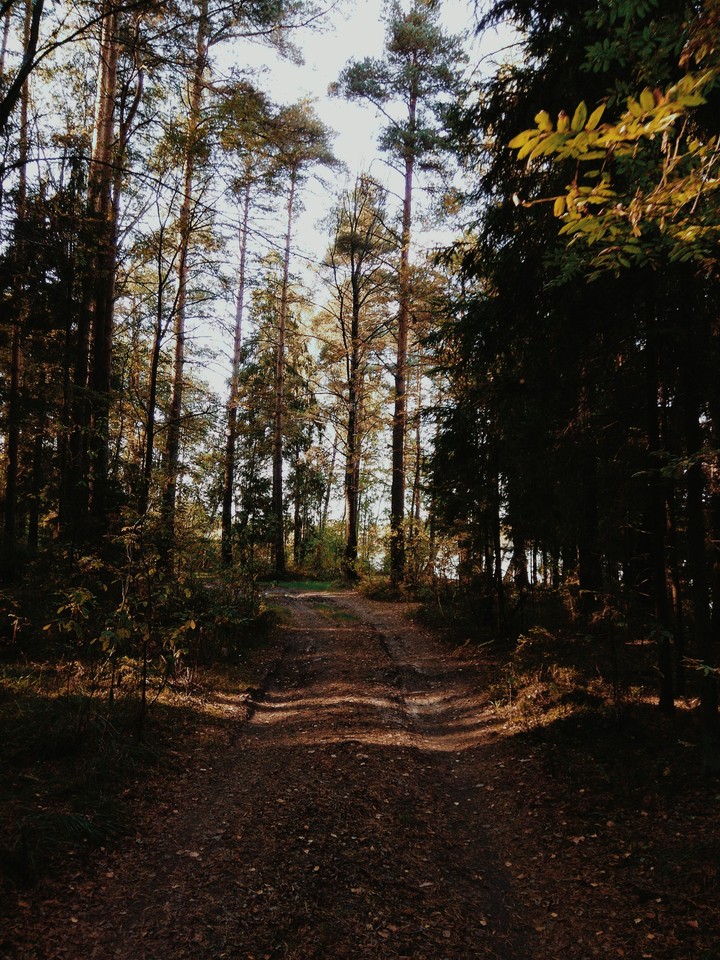 Forest