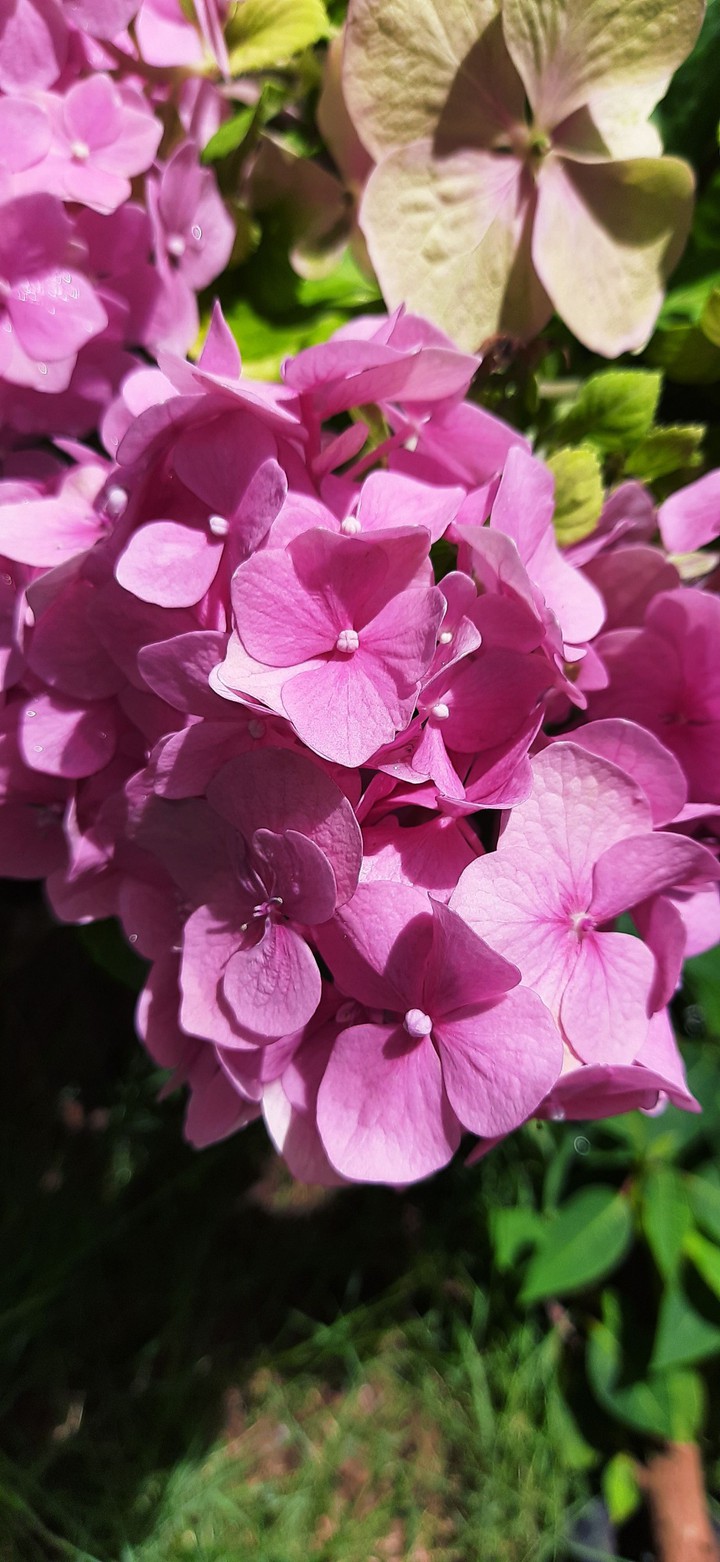 Pretty pink