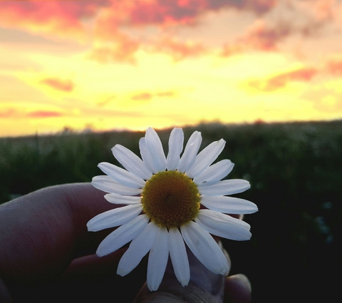 Daisy