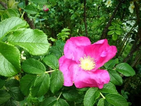 rose hip