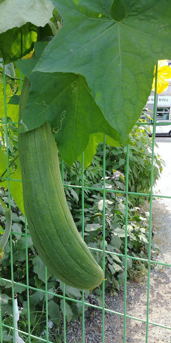 담장사이로