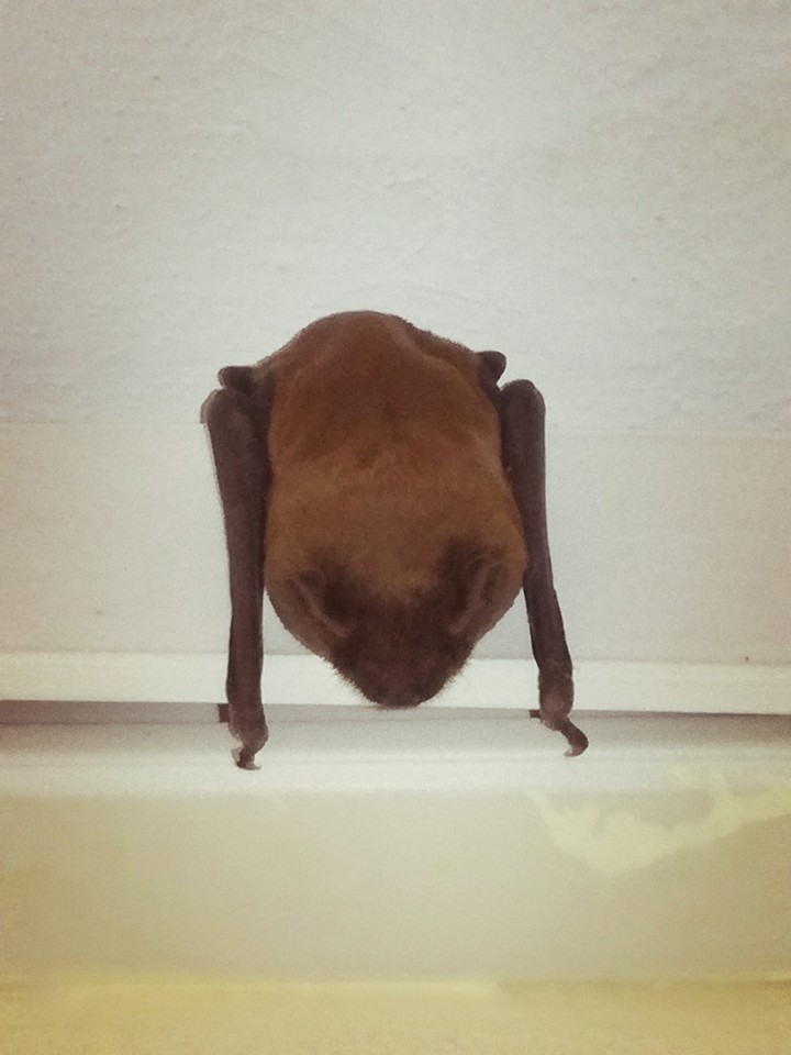 Bat
