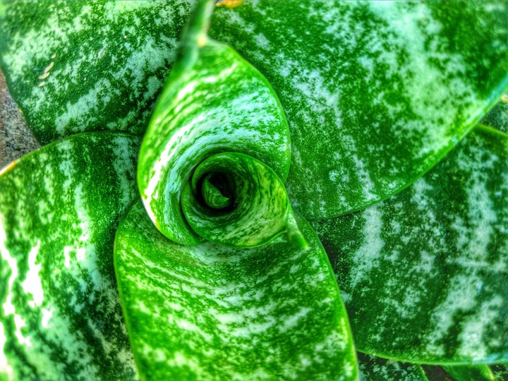 plants