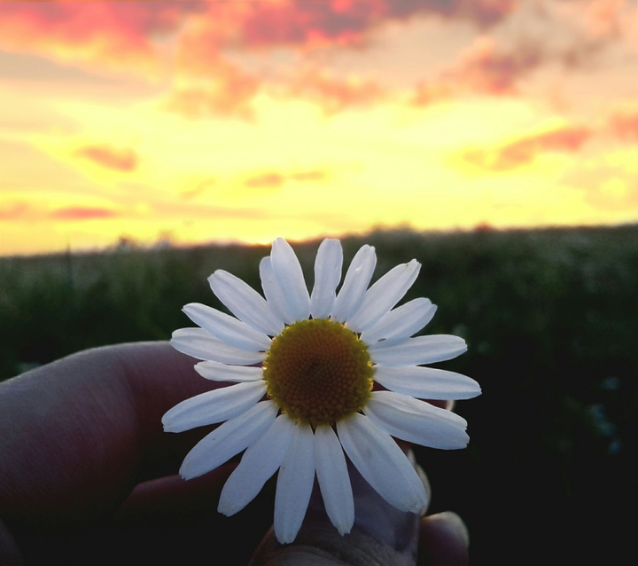 Daisy