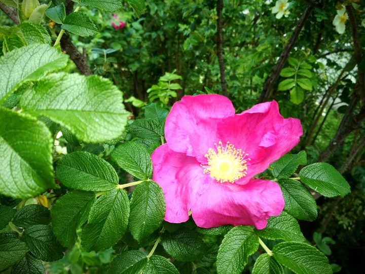 rose hip
