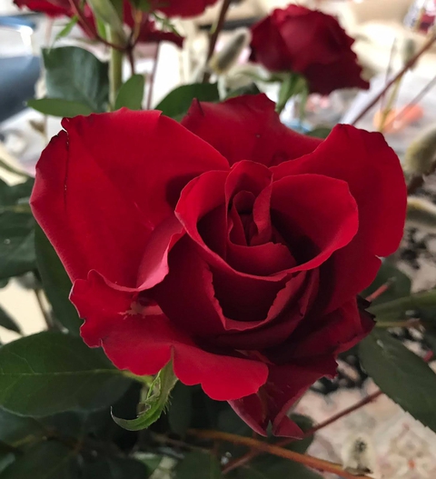 flower, 树枝壁纸