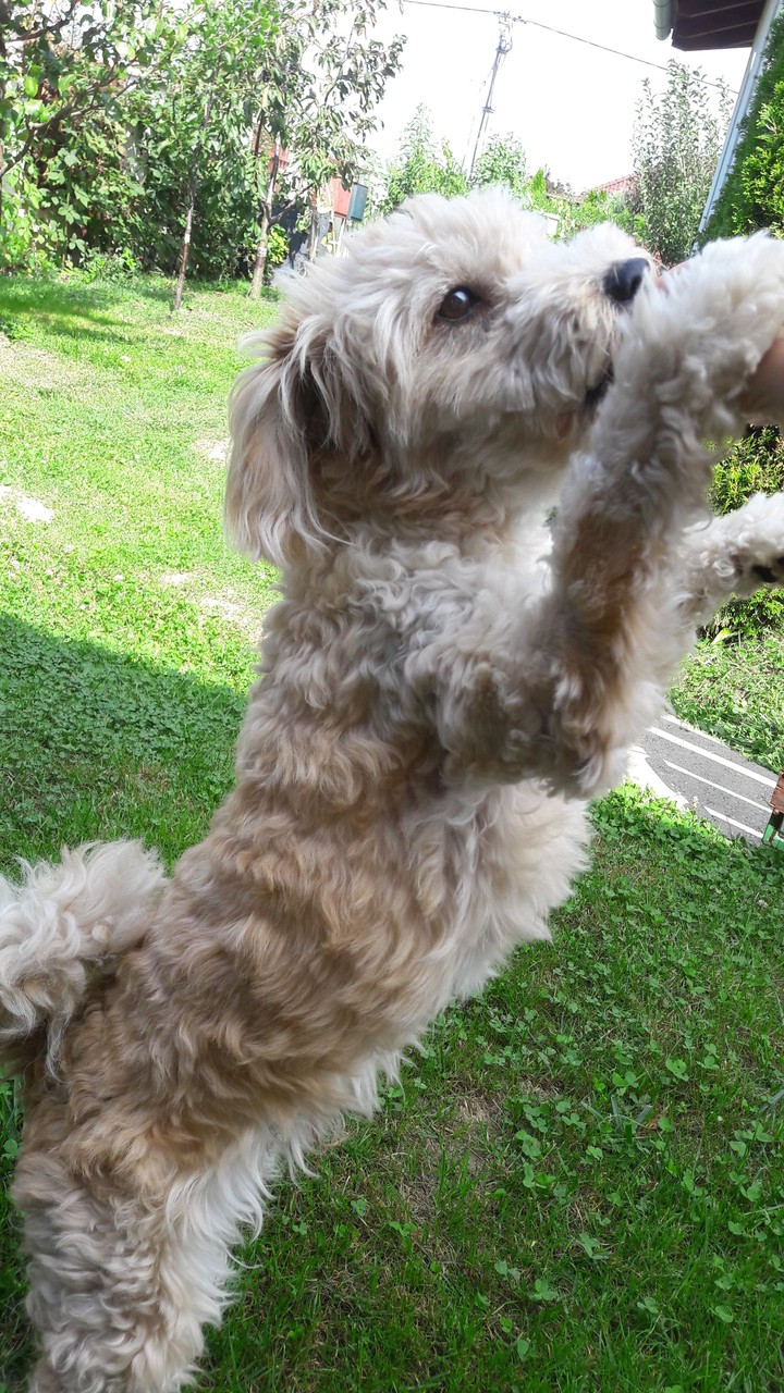 dog
