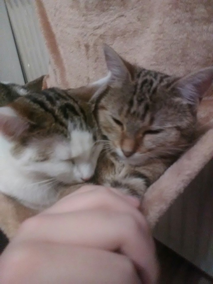 Alle Meine katzen