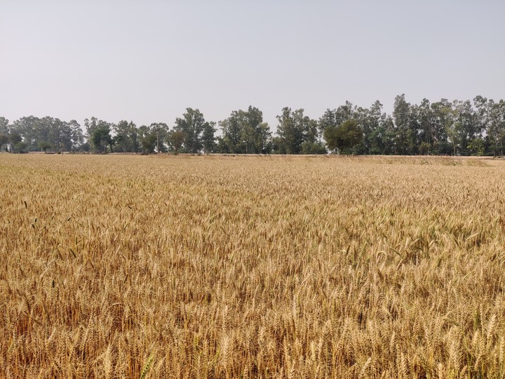 wheat plants are gold❤️