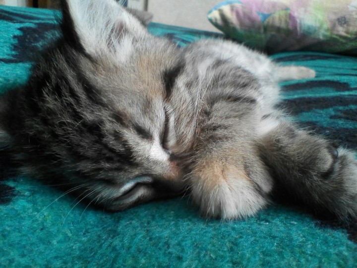 cat