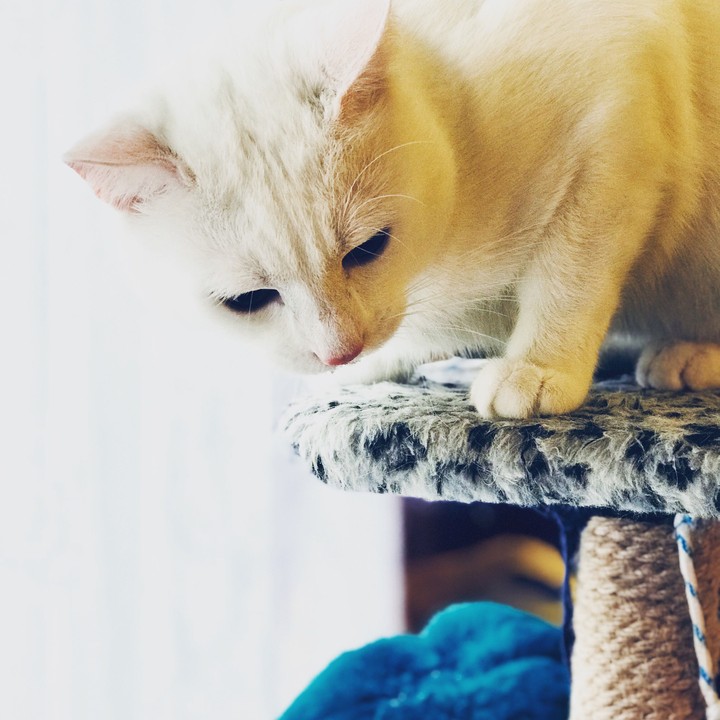 кот