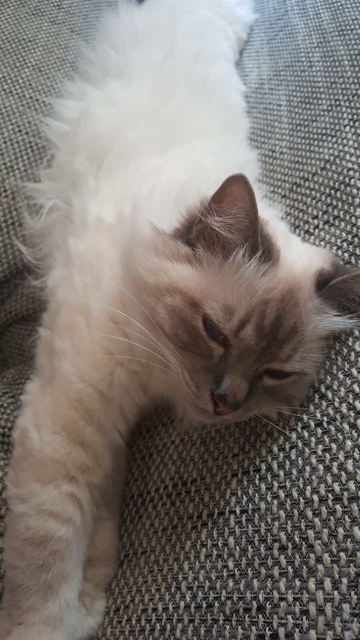 cat