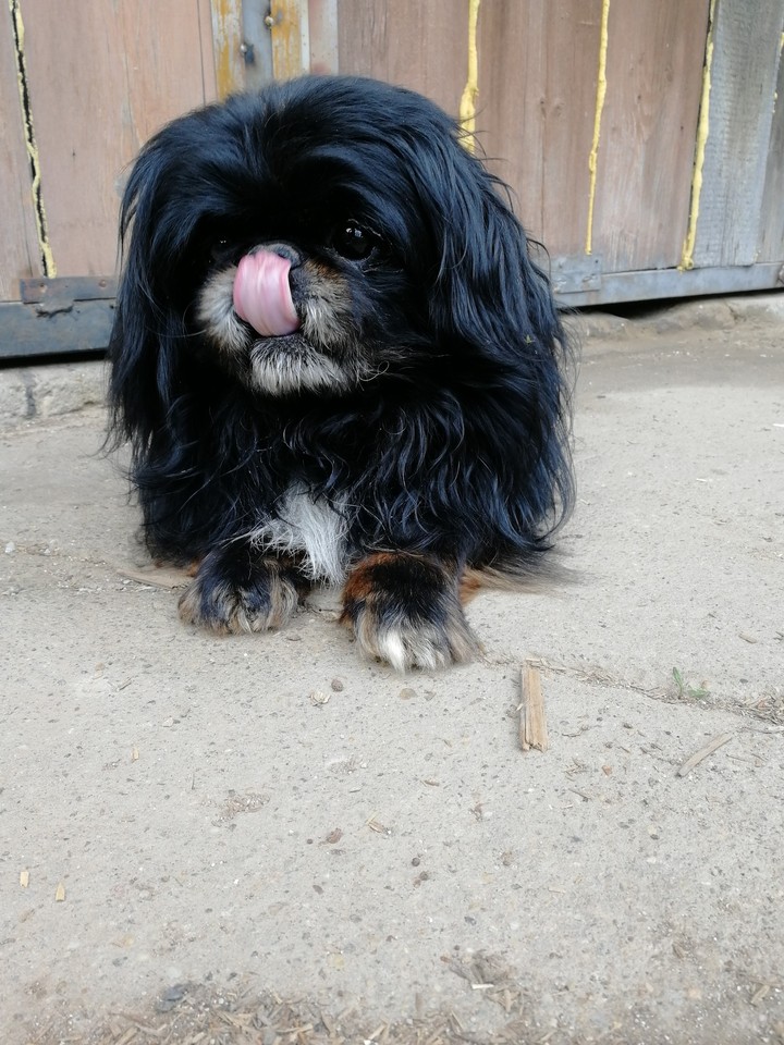 funny pekingese