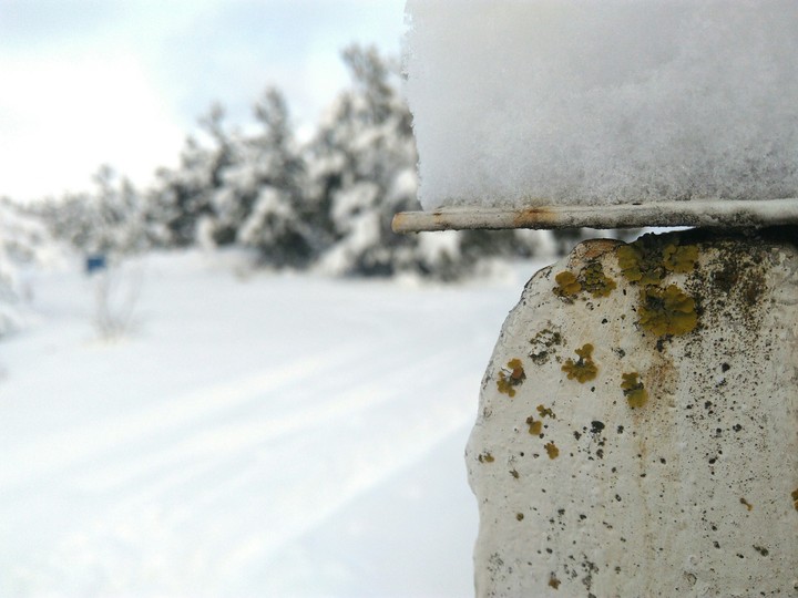 Winter forest walk
