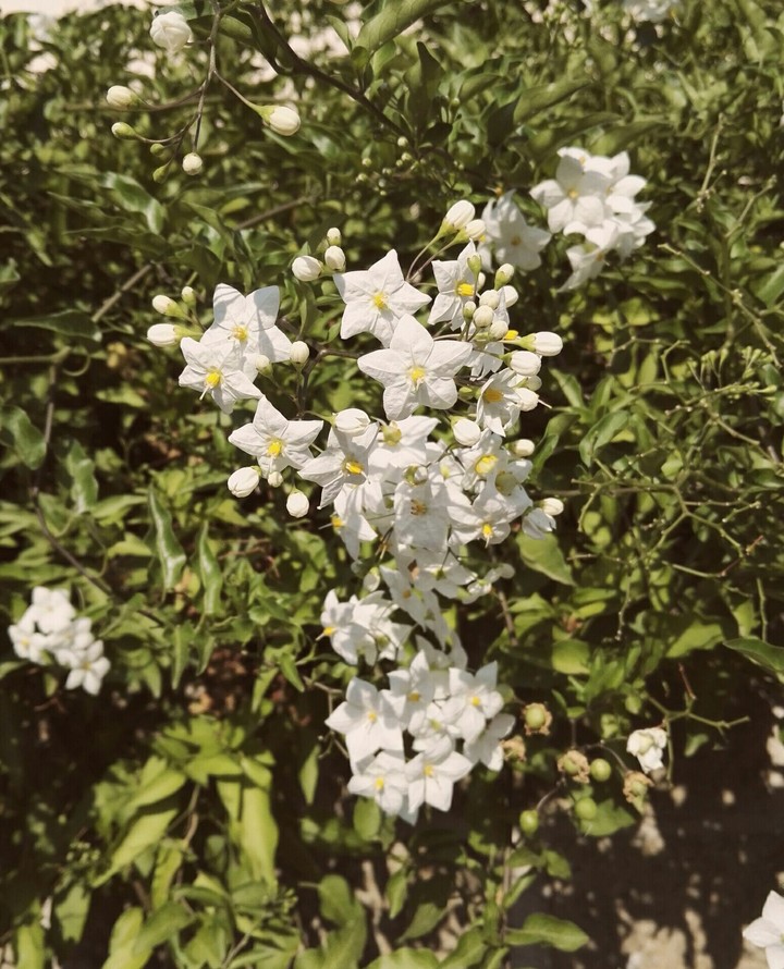 White garden stars